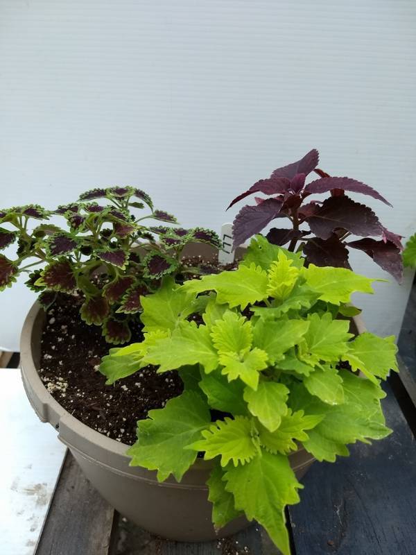 Coleus planter w 3 plants