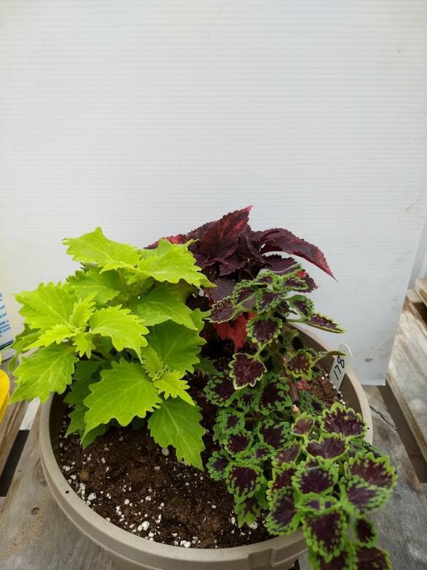 Coleus planter w 3 plants