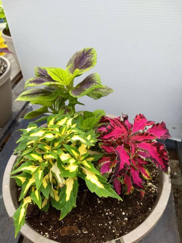 Coleus planter w 3 plants