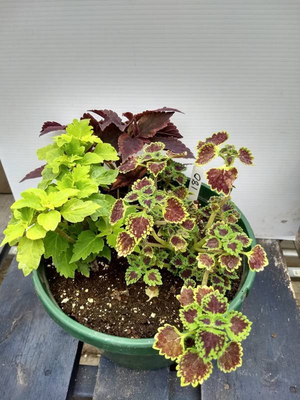 Coleus planter w 3 plants