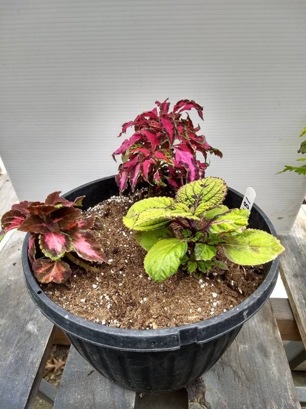 Coleus planter w 3 plants
