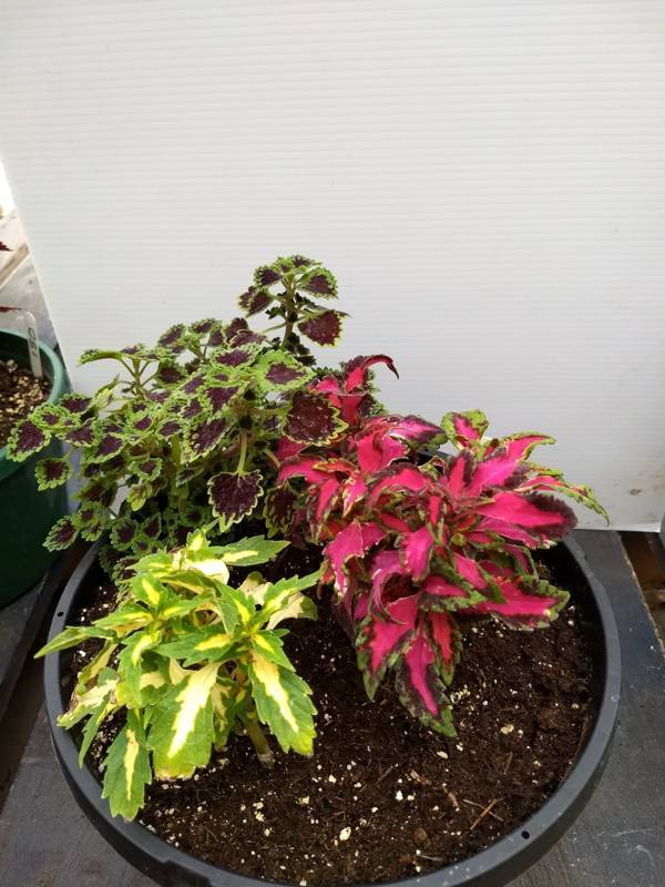 Coleus planter w 3 plants