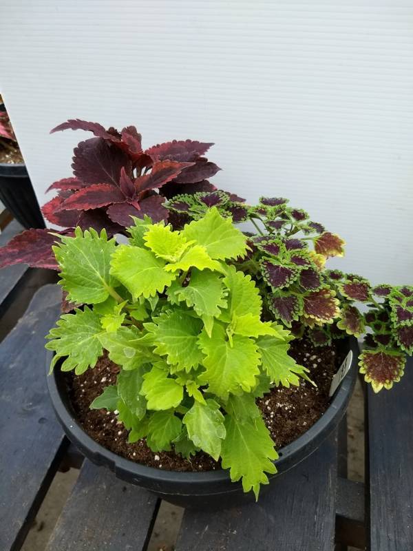 Coleus planter w 3 plants