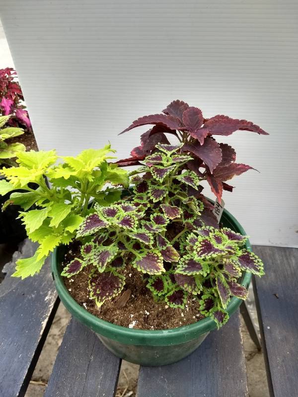Coleus planter w 3 plants