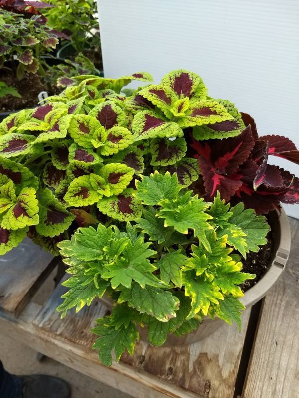 Coleus planter w 3 plants