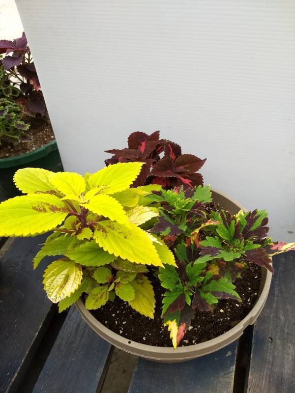 Coleus planter w 3 plants
