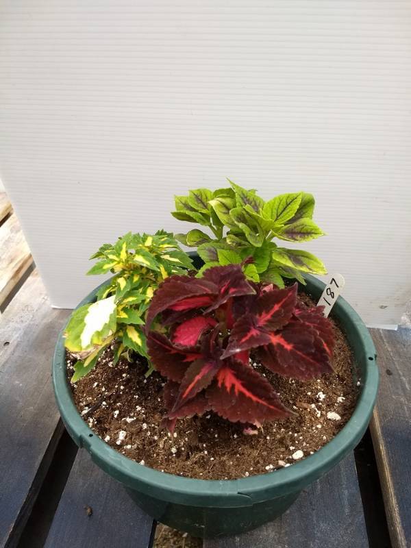 Coleus planter w 3 plants