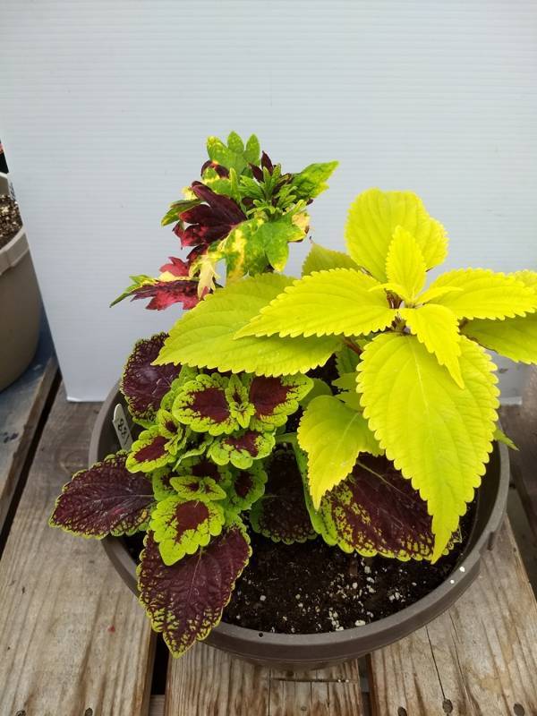 Coleus planter w 3 plants