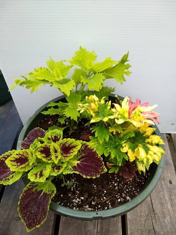 Coleus planter w 3 plants