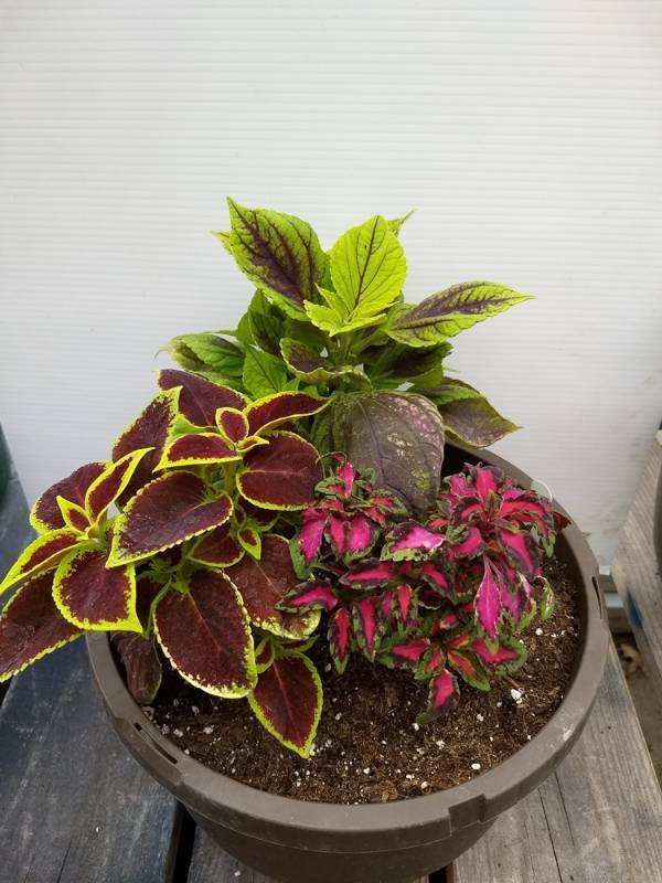 Coleus planter w 3 plants