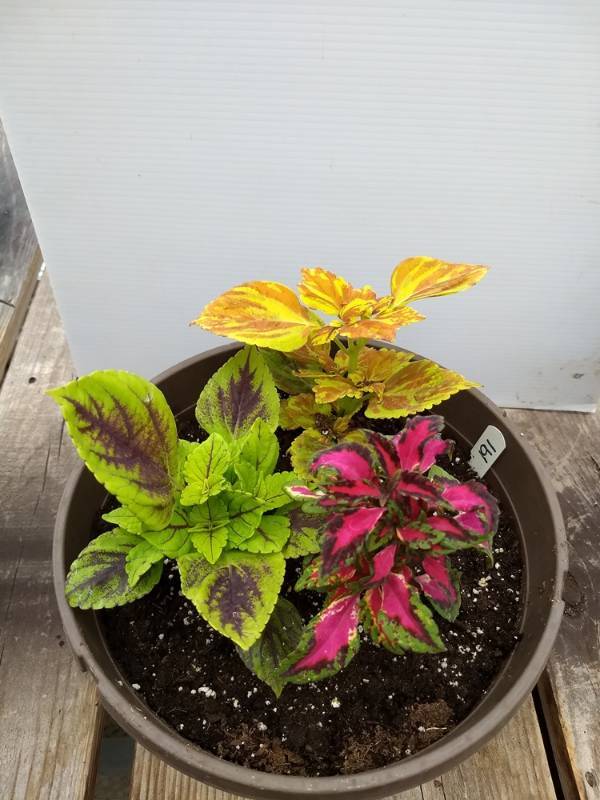 Coleus planter w 3 plants