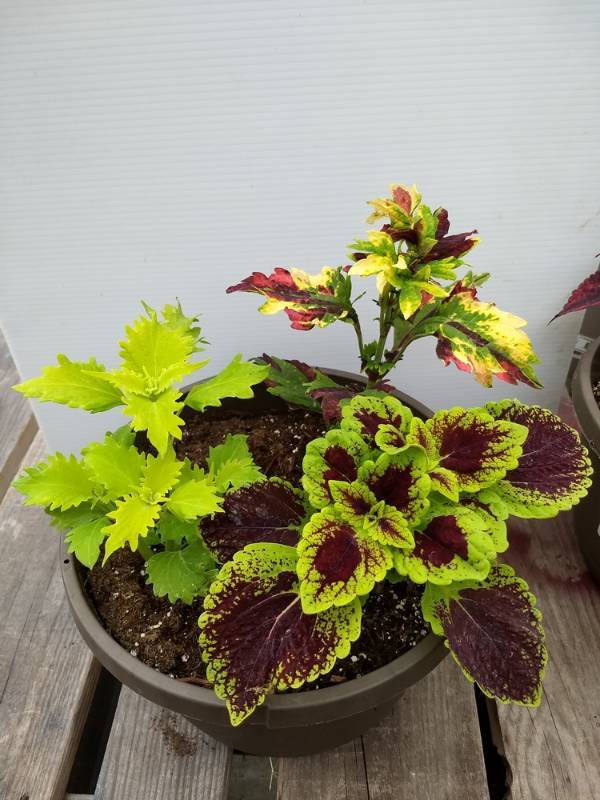 Coleus planter w 3 plants