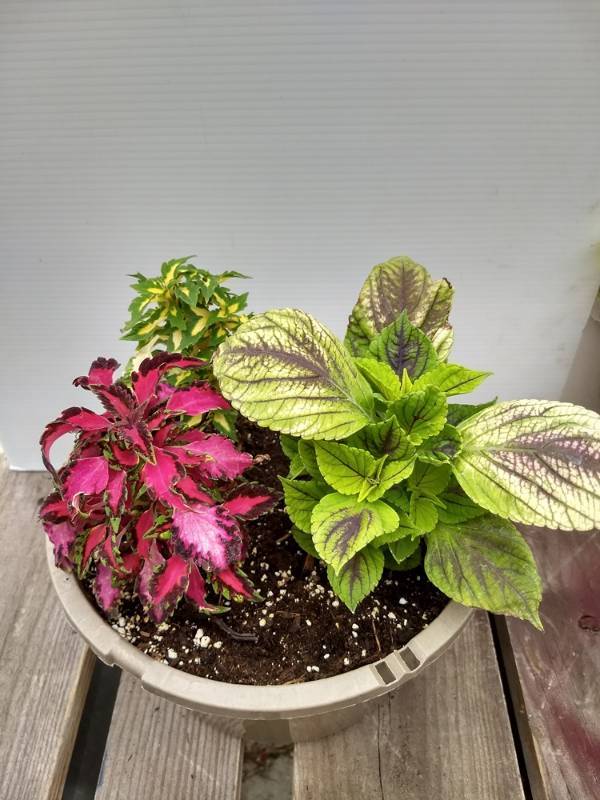 Coleus planter w 3 plants