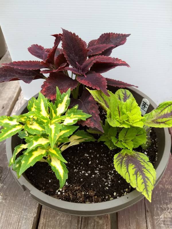 Coleus planter w 3 plants