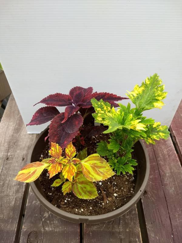 Coleus planter w 3 plants