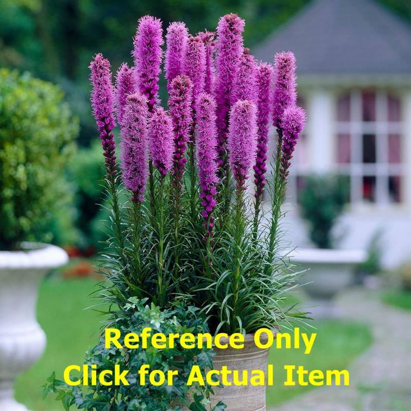 2 gallon Liatris