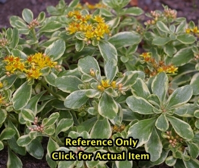 1 gallon Variegated Sedum