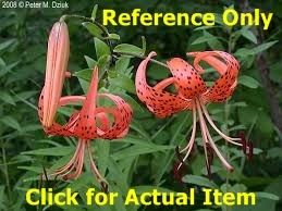 2 gallon Tiger Lily