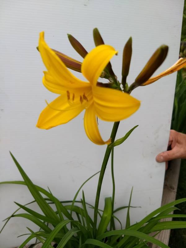 2 gallon Yellow Daylily