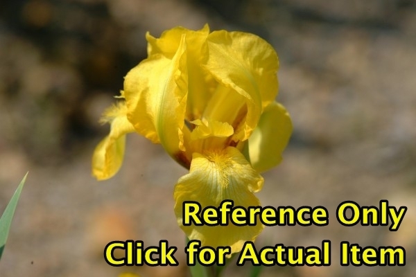 2 gallon Butter Yellow Tall Bearded Iris