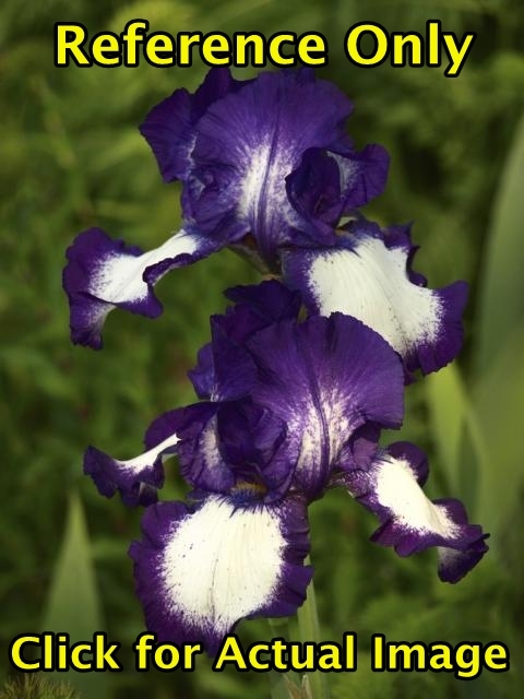 1.5 gallon Purple & White Tall Bearded Iris