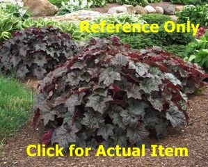 2 gallon Purple Palace Coral Bells
