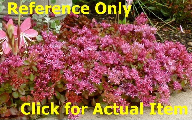 1 gallon Pink Carpet Sedum