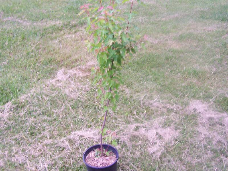 3.5 ft. Amur Maple