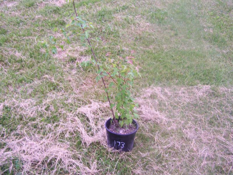 3.5 ft. Amur Maple