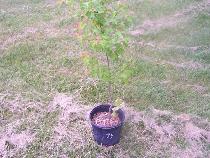 3.5 ft. Amur Maple