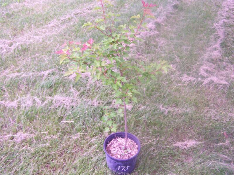 3.5 ft. Amur Maple