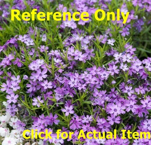1 gallon Lilac Creeping Phlox