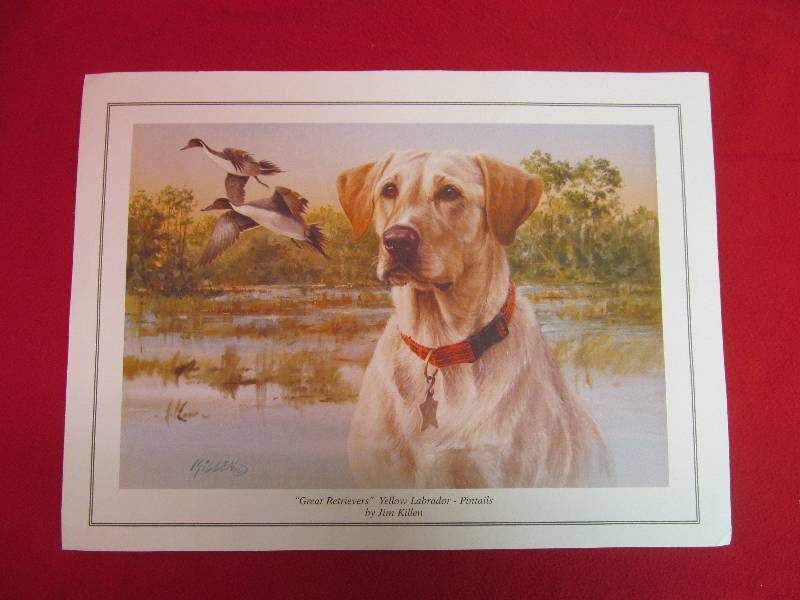lot 19 image: Great Retriever Yellow Lab picture