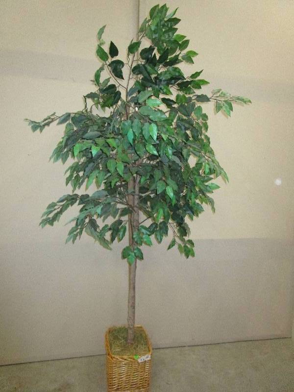 lot 85 image: Tree