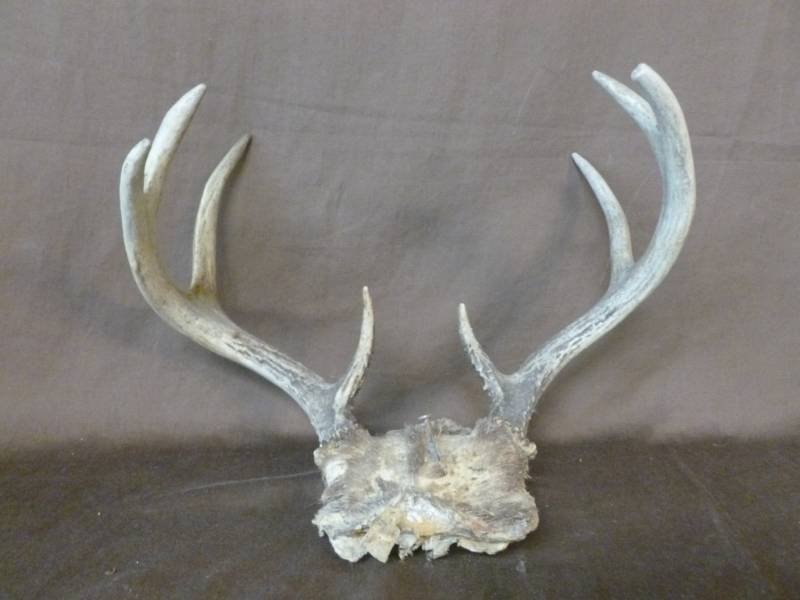 Deer Antler