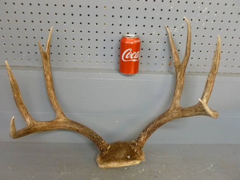 Deer Antler