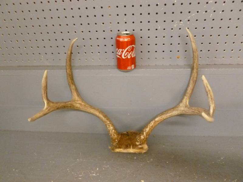 Deer Antler