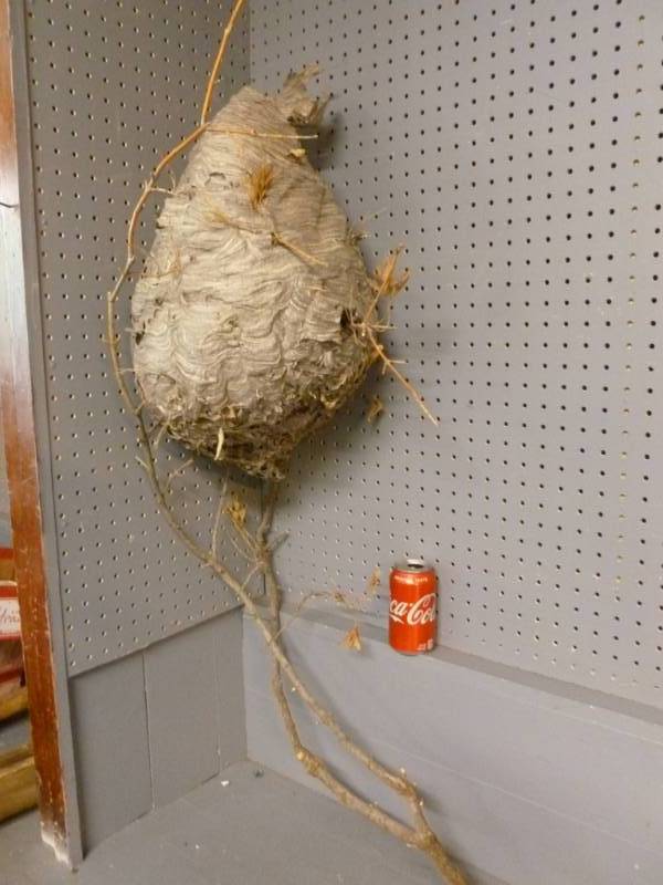 Bee Hive
