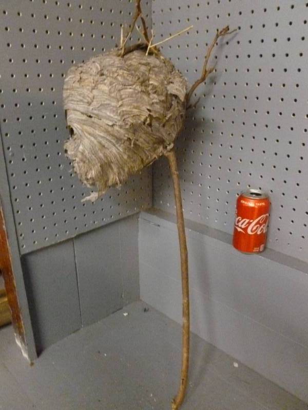 Bee Hive