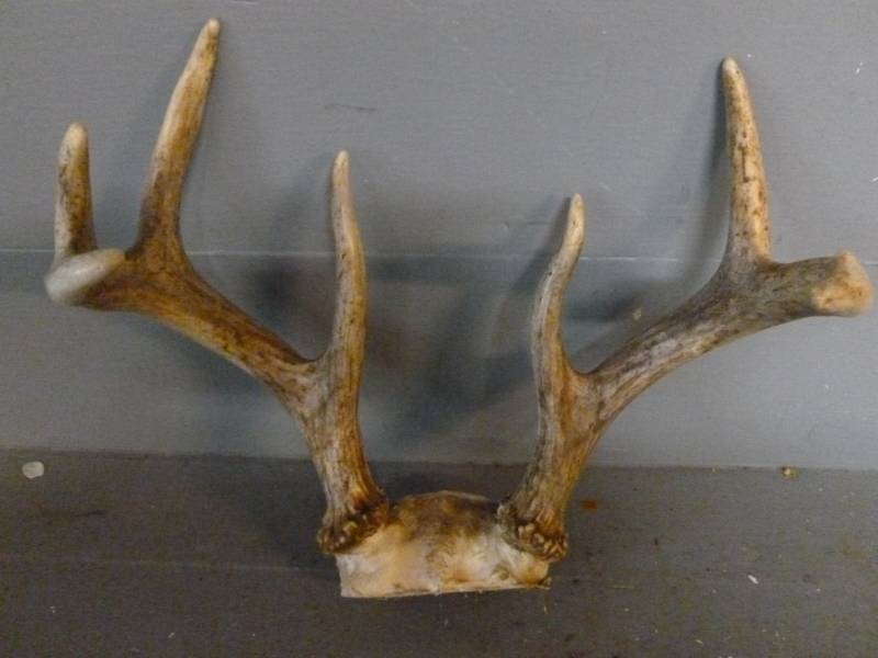 Deer Antler
