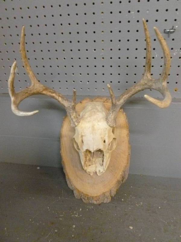 Deer Antler