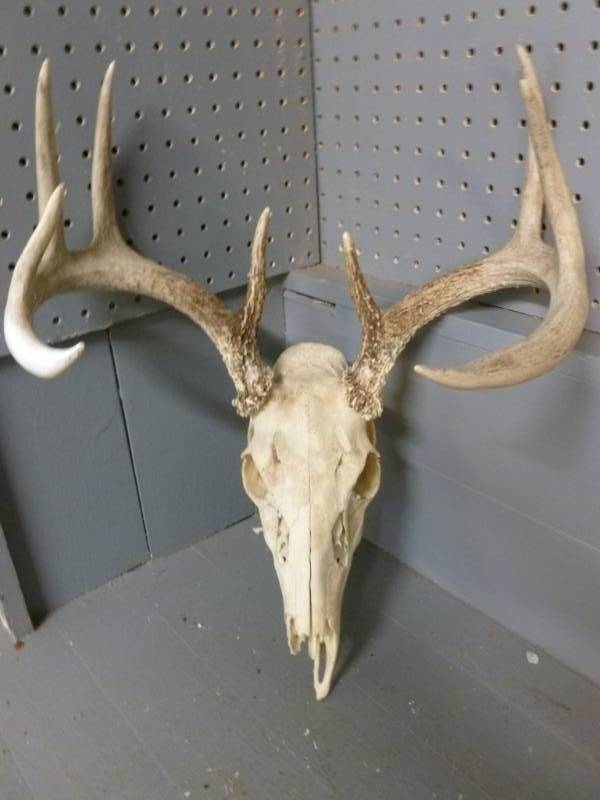 Deer Antler