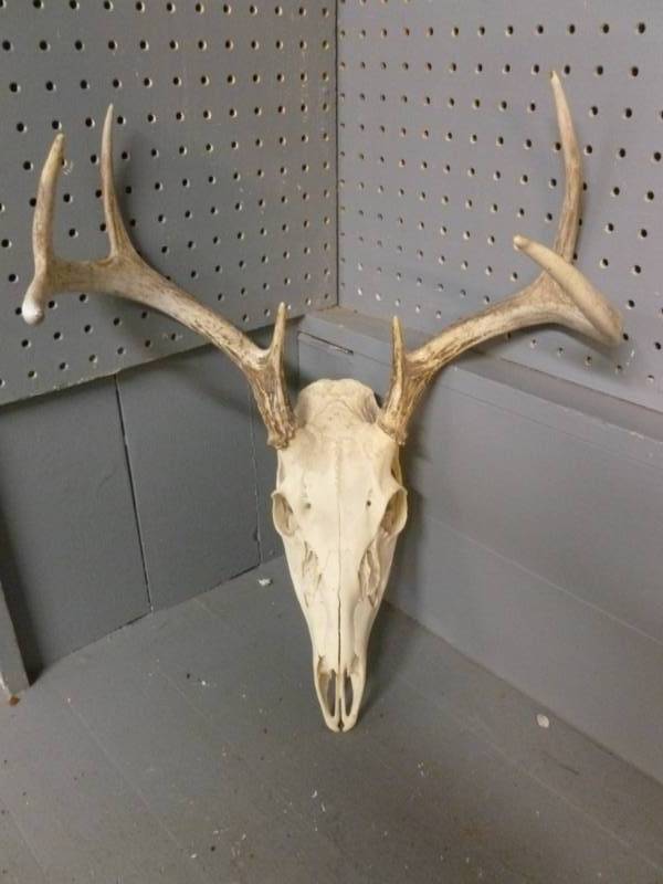 Deer Antler