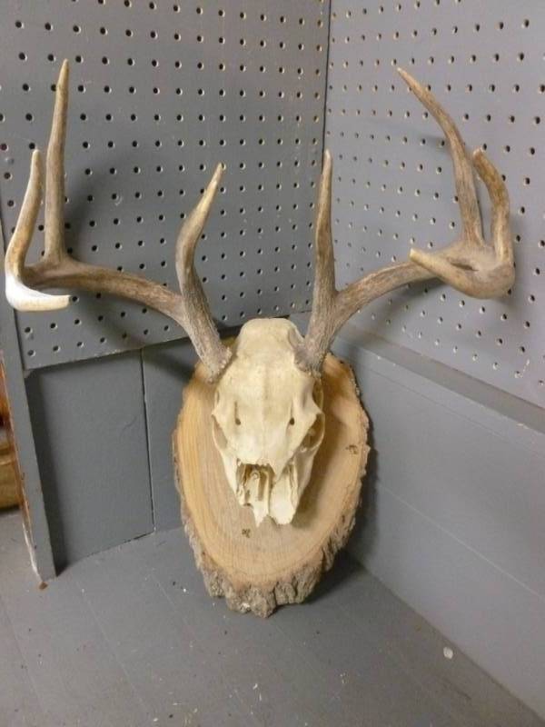 Deer Antler