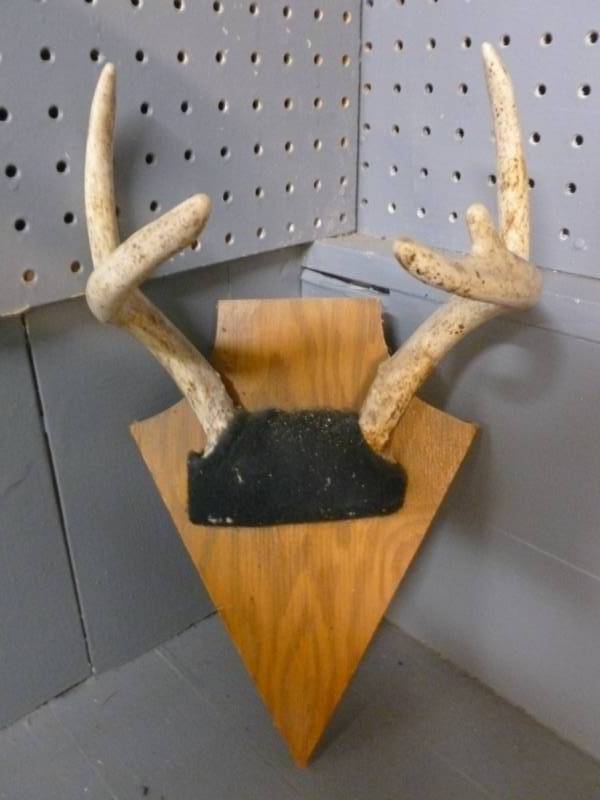 Deer Antler