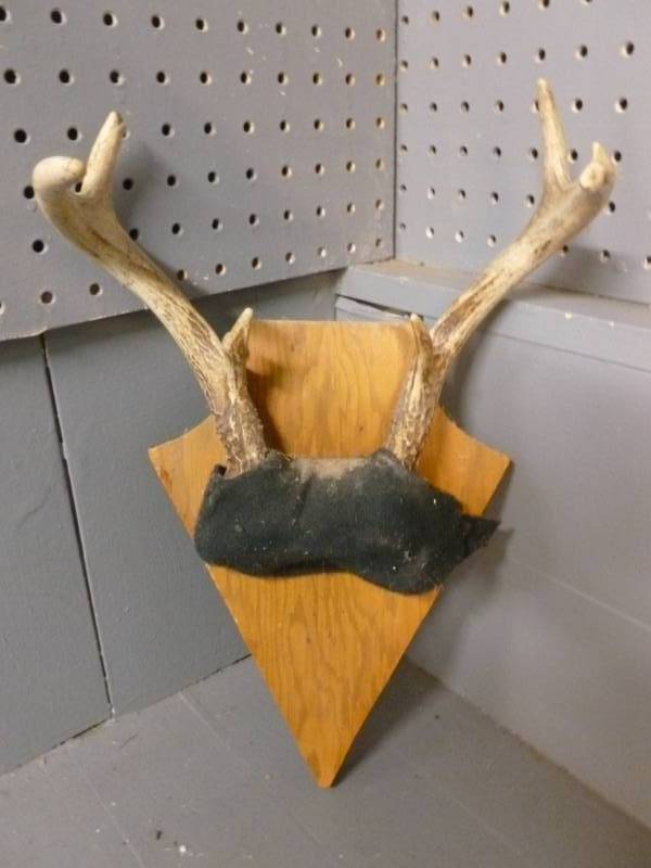 Deer Antler
