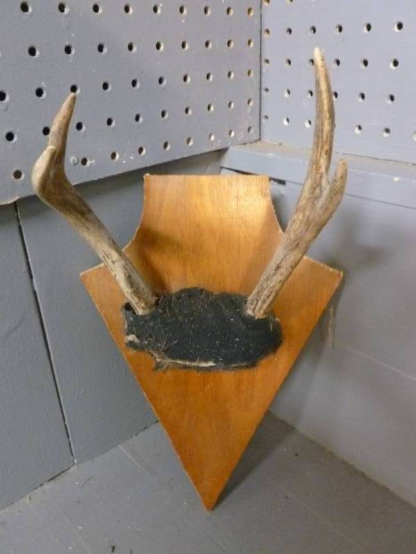 Deer Antler