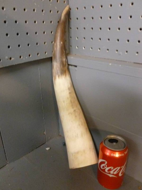 Powder Horn