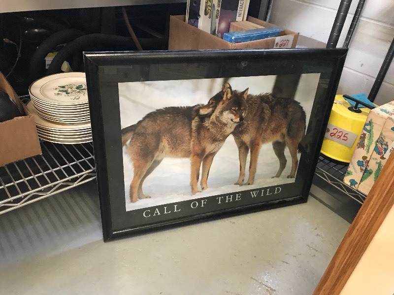 LOT OF WILDLIFE  OUTDOOR PICTURES