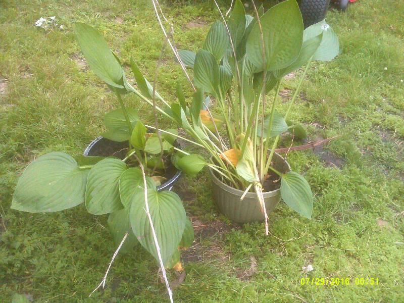 2 BROAD LEAF HOSTAS